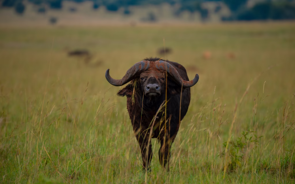 Buffalo in Kidepo Valley National Park | Luxury Uganda Safari Vacation Packages