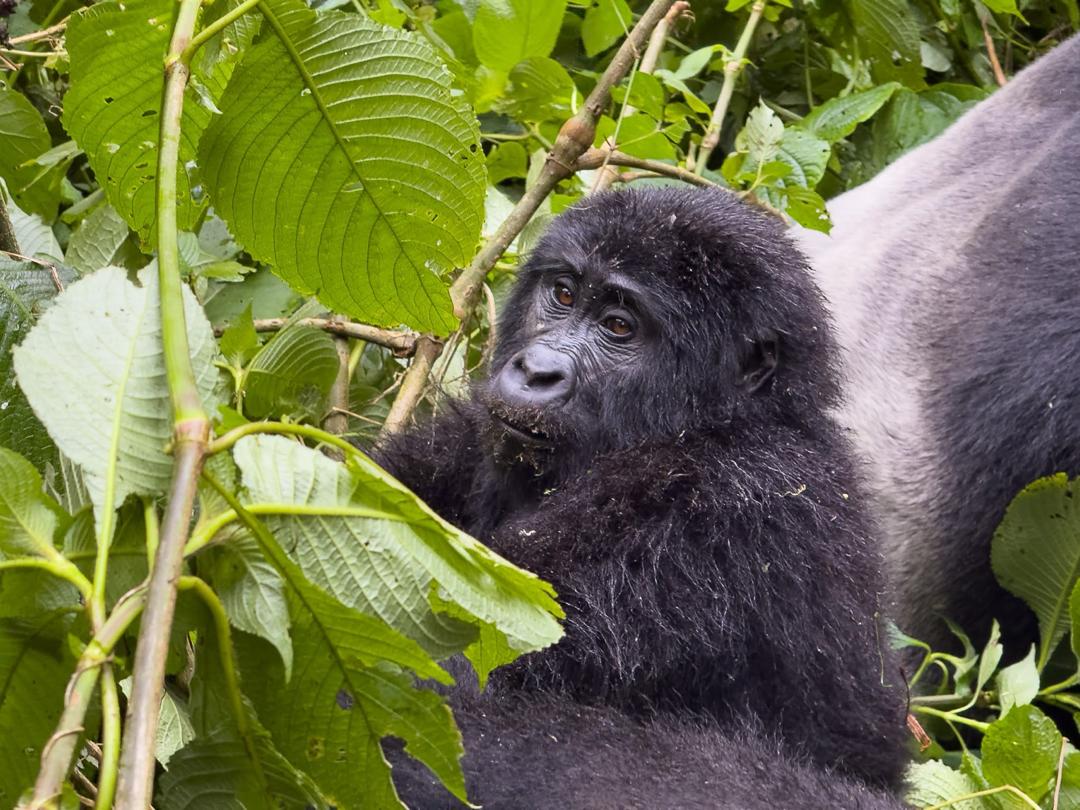 Understanding Uganda’s Revised Gorilla & Chimpanzee Permit Rates
