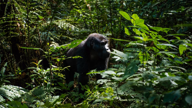 An adult gorilla explores the jungle | 7 Day Luxury Double Gorilla Trekking Tour in Both Uganda & Rwanda