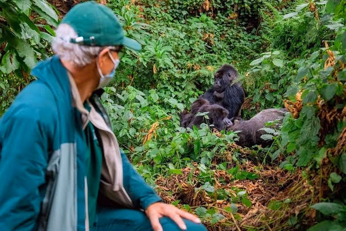 Guide to gorilla habituation experience